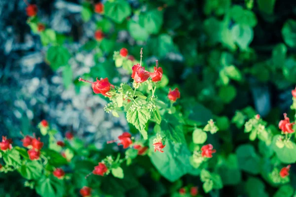 浅いDOFタークスキャップまたはマルバビスカスは、米国テキサス州ダラス近くの前庭で赤い花を咲かせます。 — ストック写真