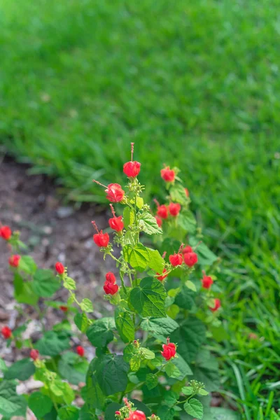 Blossom hibiscus like flowers of malvaviscus or Turks Cap flowering shrubs in garden beds and borders — Stock Image Blossom hibiscus like flowers of malvaviscus or Turks Cap flowering shrubs in garden beds and borders Royalty Free Stock Images