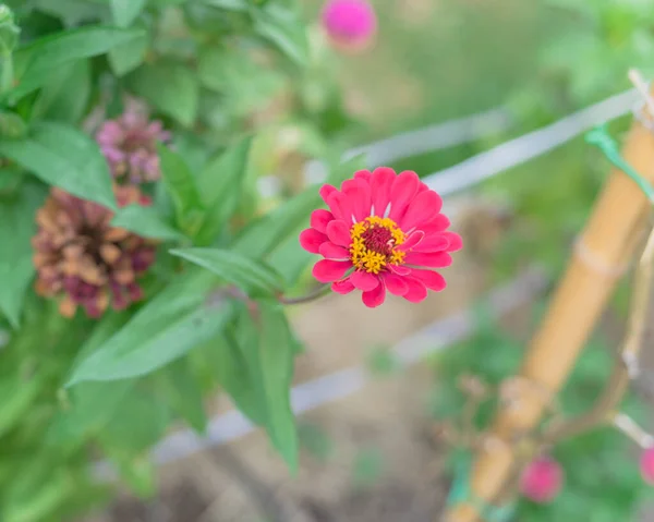 Ovanifrån en bambu insats för att stödja blommande höga zinnia anläggning på bakgården trädgård nära Dallas, Texas, USA — Stockfoto