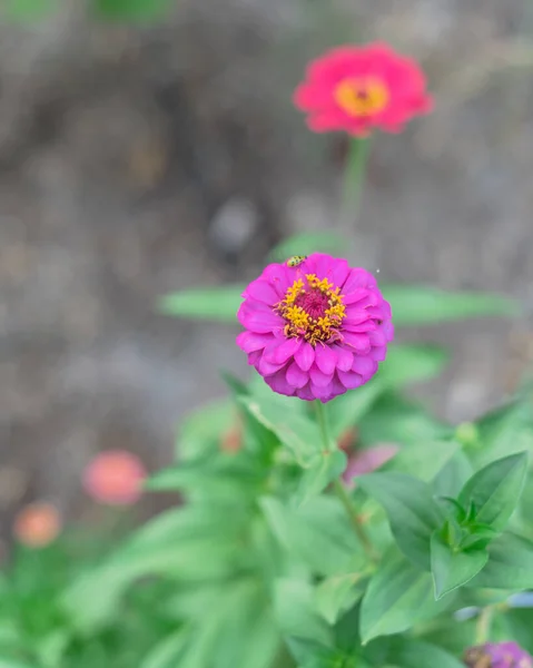 Blomstrende flerfarvede zinnia blomst på økologisk baghave haven nær Dallas, Texas, USA - Stock-foto