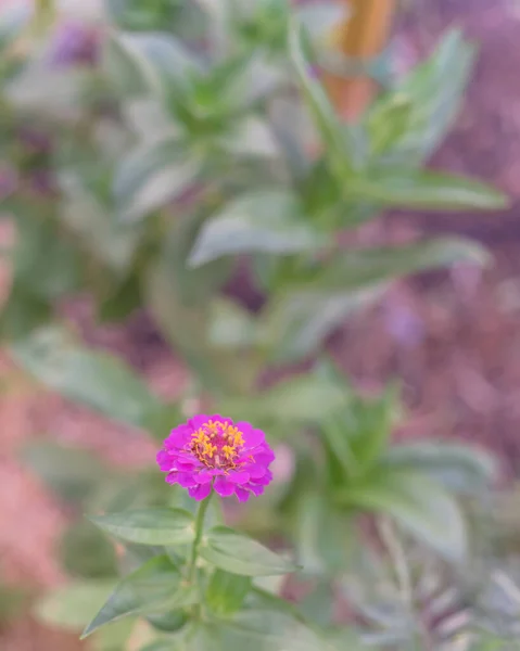 Enkel lila zinnia blomma blomma på ekologisk trädgård trädgård nära Dallas, Texas, USA — Stockfoto