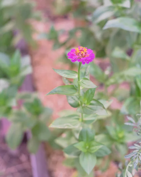 Dallas, Teksas yakınlarındaki organik bahçe bahçesinde tek bir mor zinya çiçeği çiçek açtı. — Stok fotoğraf