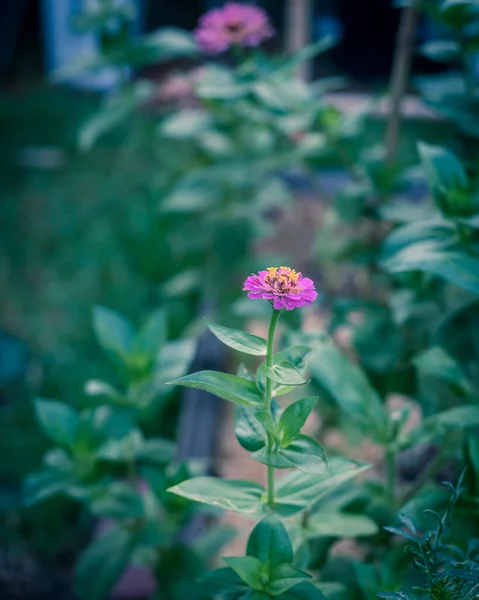 テキサス州ダラス近郊の裏庭でのジンニアの花の開花のヴィンテージ写真 — ストック写真