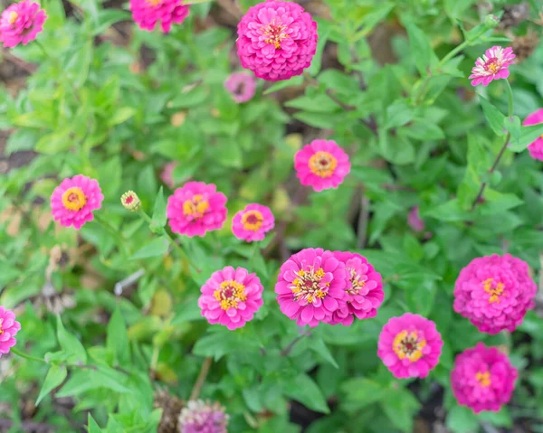 Zinnia berbulu ungu mekar di tempat tidur bunga dalam penjatahan masyarakat dekat Dallas, Texas, Amerika Serikat — Stok Foto