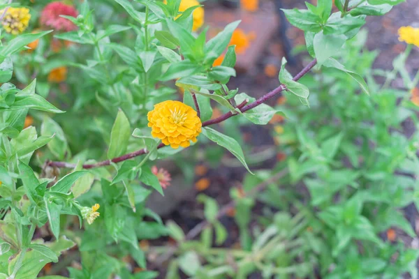 Blom gul zinnia buske vid blomma säng i gemenskap tilldelning nära Dallas, Texas, USA — Stockfoto