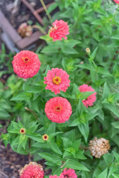 Blossom rosa zinnia buske vid blomma säng i gemenskap tilldelning nära Dallas, Texas, USA — Stockfoto