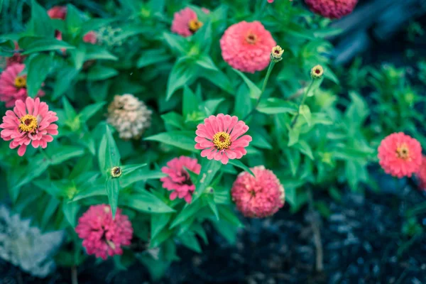 Blossom rosa zinnia buske vid blomma säng i gemenskap tilldelning nära Dallas, Texas, USA — Stockfoto