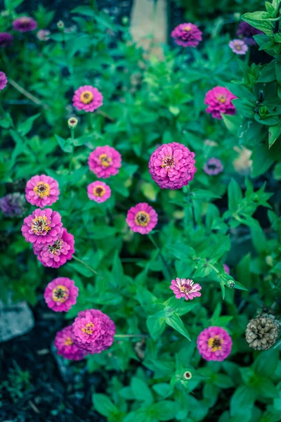 Blooming violet zinnia bush at flower bed in community allotment near Dallas, Texas, USA — Stock Photo, Image