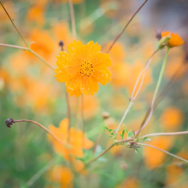 Grund DOF blommande gul svavel kosmos med regndroppar på ekologisk trädgård nära Dallas, Texas, USA — Stockfoto