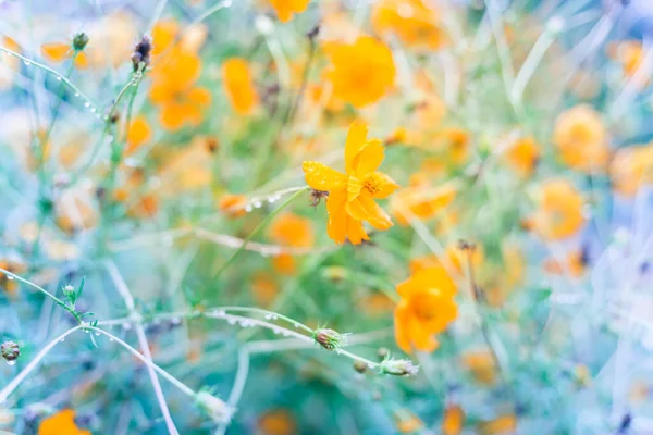 Bloeiende gele zwavel kosmos bush met regendruppels bij biologische tuin in de buurt van Dallas, Texas, Verenigde Staten — Stockfoto