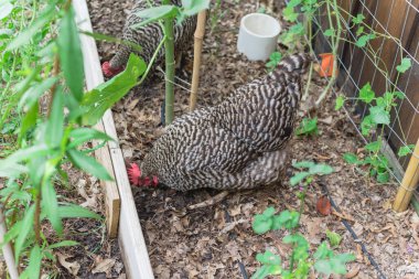 Dallas, Teksas, ABD yakınlarındaki organik sebze bahçesinde iki adet yumurta yumurtlayan tavuk.