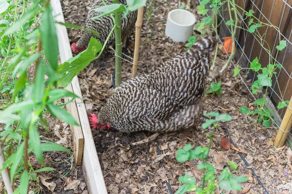 Primo piano due galline ovaiole ovaiole allevate all'orto biologico vicino Dallas, Texas, USA — Foto Stock