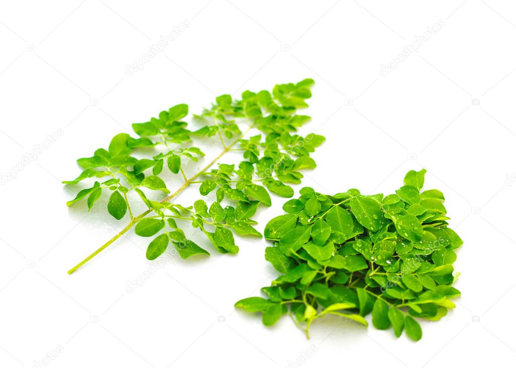 Young fresh leaves of Moringa drumstick with water drops isolated on white background