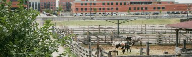 Panorama aerial view Texas Longhorn stands in wooden pen near livestock alley with modern buildings and high-rise of Fort Worth downtown, contrast between Western livestock and urban growth. USA