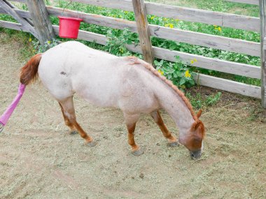 Hafif kaplamalı Palomino ya da kestane rengi yeleli atı kırmızı kova ve mor ipin yanında otlatır. Çit boyunca uzanan sarı çiçekler Fort Worth, Teksas 'taki batı bakım alanına mevsimlik cazibe katıyor. ABD