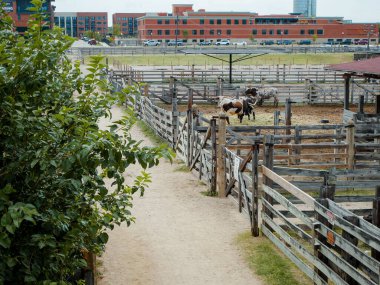Cattle drive lane leading to wooden fence with Longhorn rest at livestock ranch in Fort Worth with red-brick buildings and skylines in background, rural livestock life in urban Texas setting. USA