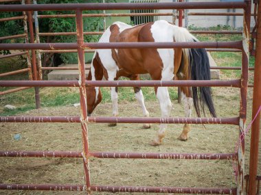 Brown-and-white Paint Horse with black tail grazes inside rusted metal pen on dry grass at livestock ranch in Fort Worth, Texas. Enclosure, natural posture reflects daily life in rural care zone. USA