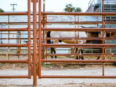 Endüstriyel binaların yakınındaki metal bir muhafazada koyu renk yeleli ve kahverengi renkli iki at. Siyah bir küvet ve çimenlik çimenler Fort Worth, Teksas 'ta çalışan bir çiftlik hayvanı tesisi olduğunu gösteriyor. ABD