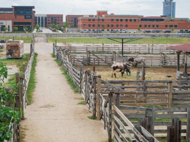 Stock trailer and parked cars near wooden fence with Longhorn cattle rest at livestock ranch in Fort Worth, red-brick buildings, skylines background, rural livestock life in urban Texas setting. USA