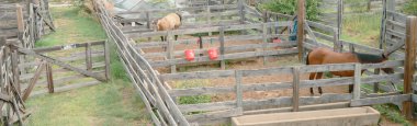 Panorama view two horses in light-coated, dark brown stand in separate wooden enclosures at Western livestock facility, Fort Worth, Texas. Red feed buckets and water troughs, daily care routines. USA