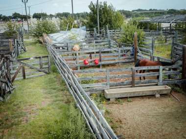 Two horses in light-coated and dark brown stand in separate wooden enclosures at Western livestock facility in Fort Worth, Texas. Red feed buckets and water troughs highlight daily care routines. USA