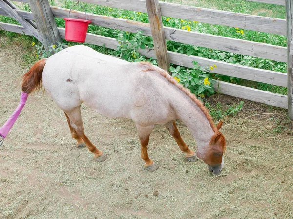 Hafif kaplamalı Palomino ya da kestane rengi yeleli atı kırmızı kova ve mor ipin yanında otlatır. Çit boyunca uzanan sarı çiçekler Fort Worth, Teksas 'taki batı bakım alanına mevsimlik cazibe katıyor. ABD