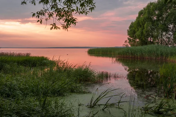 gül suyu üzerinde ördek