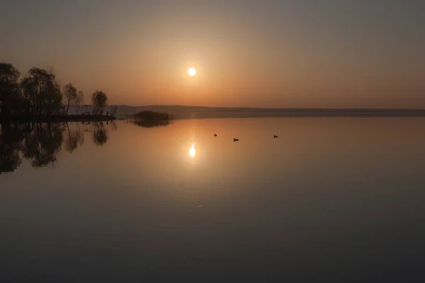 Three ducks at sunset — Stock Photo, Image