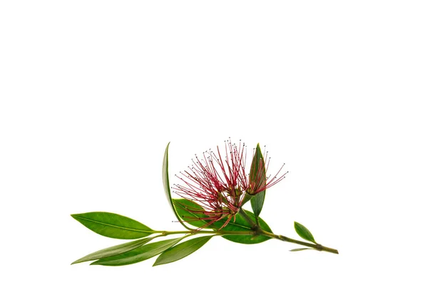 Metrosideros excelsa - beyaz arka plan üzerinde izole Yeni Zelanda Noel ağacı çiçek