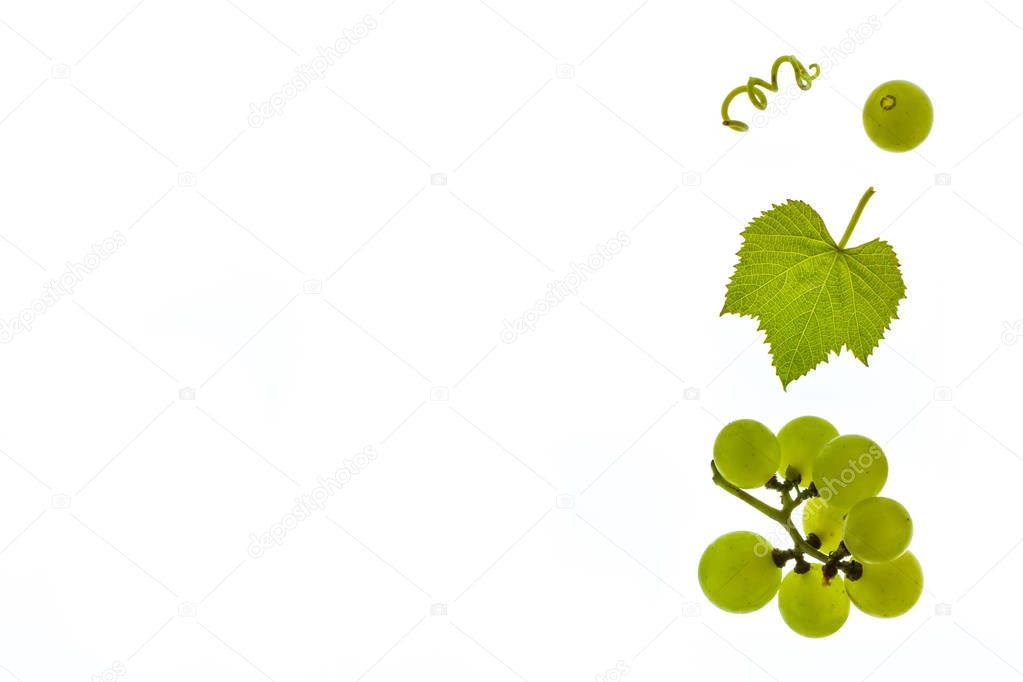 chardonnay grapes with leaf isolated on white background with copy space