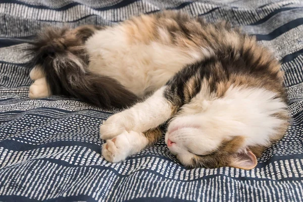 Largo Pelo Tabby Gato Durmiendo Azul Edredón Cubierta — Foto de Stock