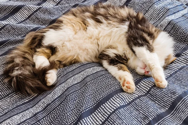 Unavený Mourovatá Kočka Odpočívá Modré Povlečení — Stock fotografie