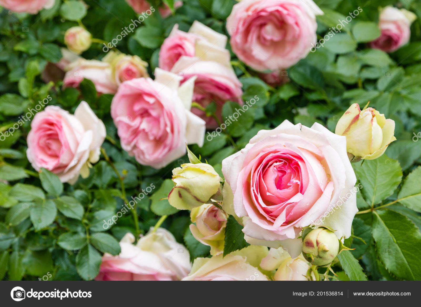 Rose Bush Pink White Tea Roses Bloom Stock Photo by ©pstedrak 201536814