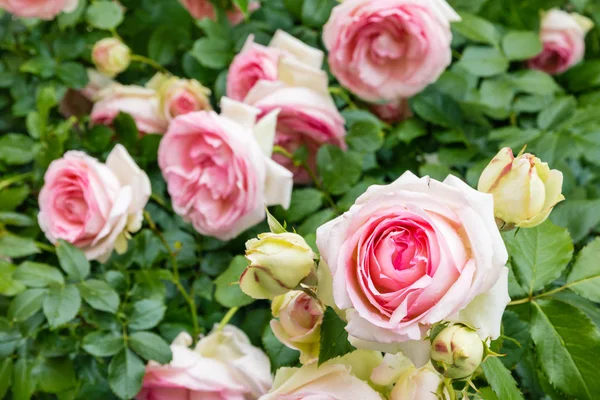 Розовый Куст Розовым Белым Чаем Розы Цвету — стоковое фото