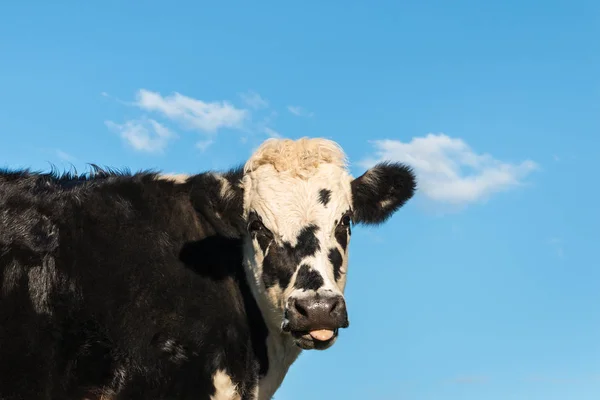 Veau Bovin Hereford Noir Blanc Avec Ciel Bleu Espace Copie — Photo