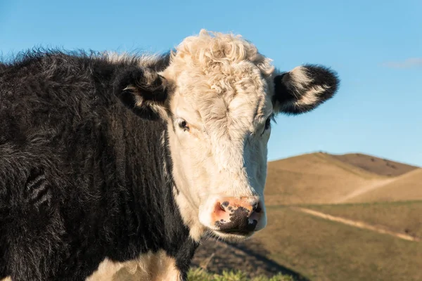 Gros Plan Vache Croisée Hereford Noire Blanche Avec Espace Copie — Photo