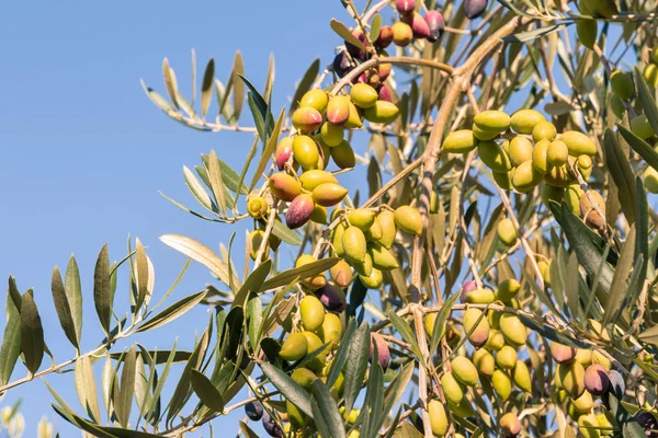 Оливки Оливковом Дереве Против Голубого Неба — стоковое фото