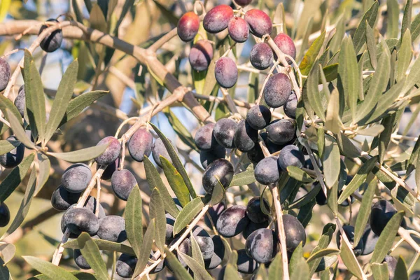 ripe black olives on olive tree at harvest time