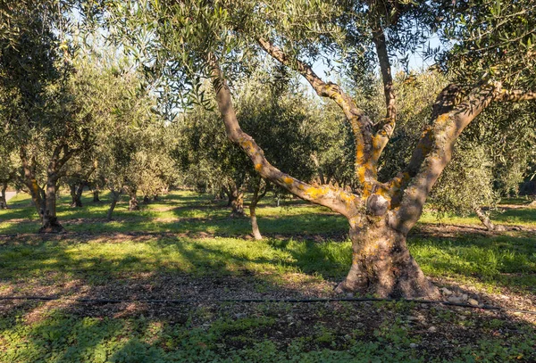 Oliviers Avec Irrigation Dans Les Oliveraies — Photo