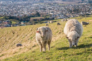 Kuruyup tepelerde Blenheim, Yeni Zelanda üzerinde otlatma iki merinos koyun closeup