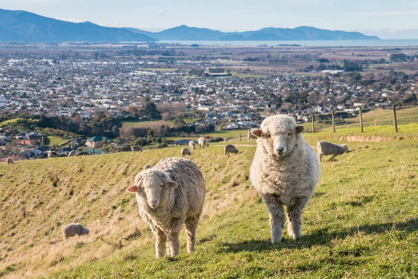 merino sheep grazing above Blenheim town, South Island, New Zealand