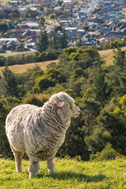Uyarı merinos Blenheim, Marlborough, Yeni Zelanda yukarıda yamacında koyun otlatma portre