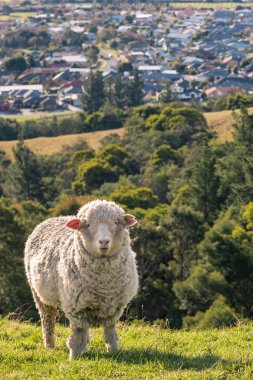Blenheim kasaba, Yeni Zelanda yukarıda çimenli yamacında otlatma merinos koyun
