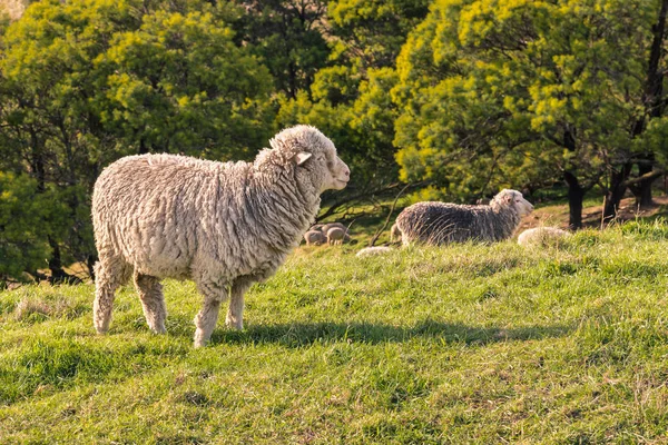 closeup of merino sheep grazing on grass under trees