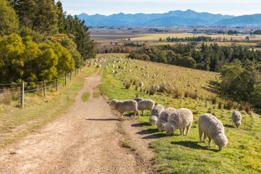 Kuruyup tepelerde Blenheim, Yeni Zelanda üzerinde otlatma merinos koyun sürüsü