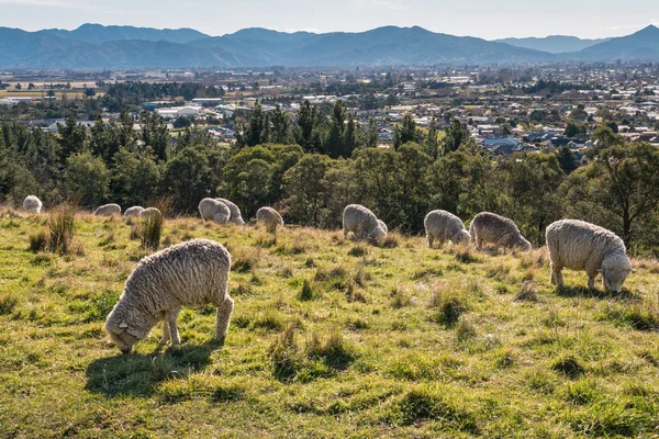 merino sheep grazing above Blenheim town in New Zealand