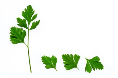 izole üzerinde beyaz arka plan taze bahçe maydanoz yaprakları