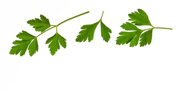 Zbliżenie Płaskim Liściach Pietruszki Liści Białym Tle — Zdjęcie stockowe