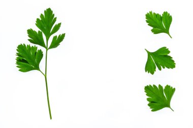 izole üzerinde beyaz arka plan closeup taze bahçe maydanoz yaprakları
