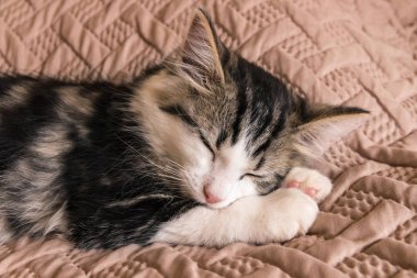 kahverengi nevresim takımı üzerinde uyuyan sevimli tabby yavru kedi closeup